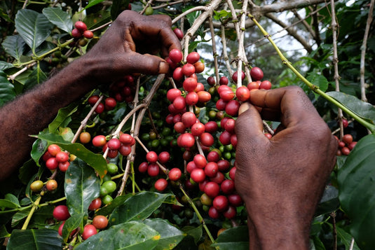 Unveiling the Enchanting Coffees of Papua New Guinea