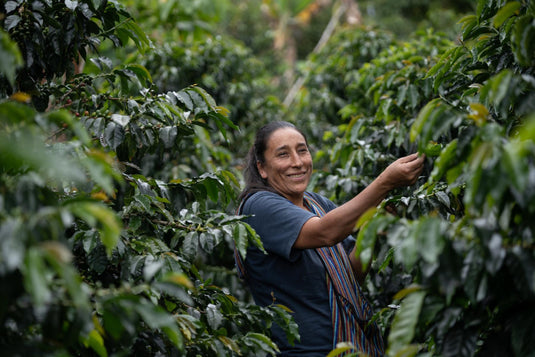 Peru: A Fair-Trade Paradise Where Coffee Dreams Take Flight