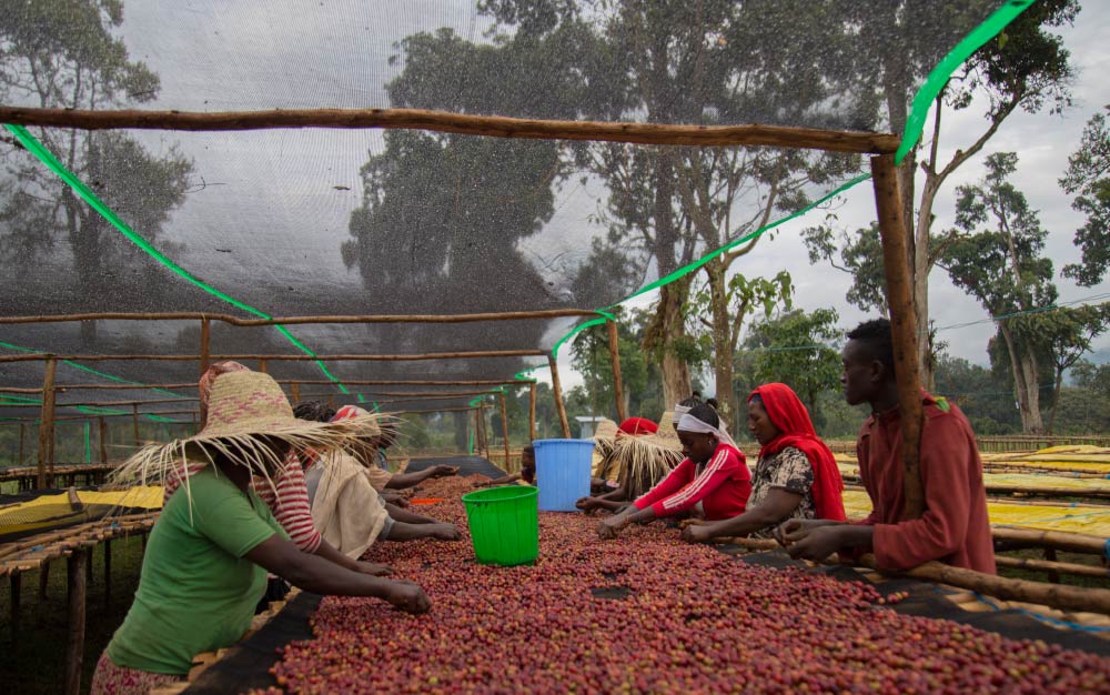 Ethiopia: The Birthplace of Coffee Where Tradition Meets Brilliance (2000-2200 MASL)